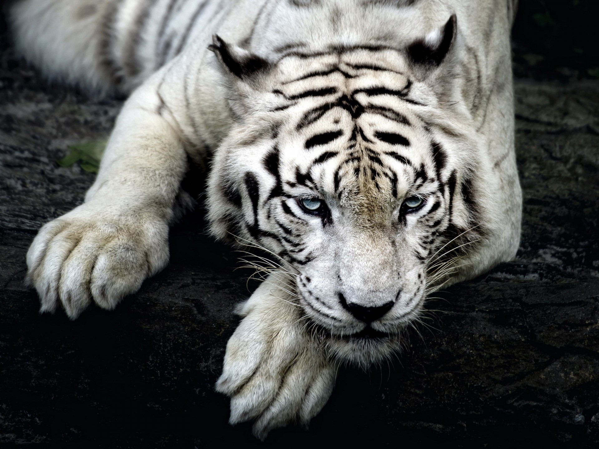 Singapore Zoo - HD Wallpaper 