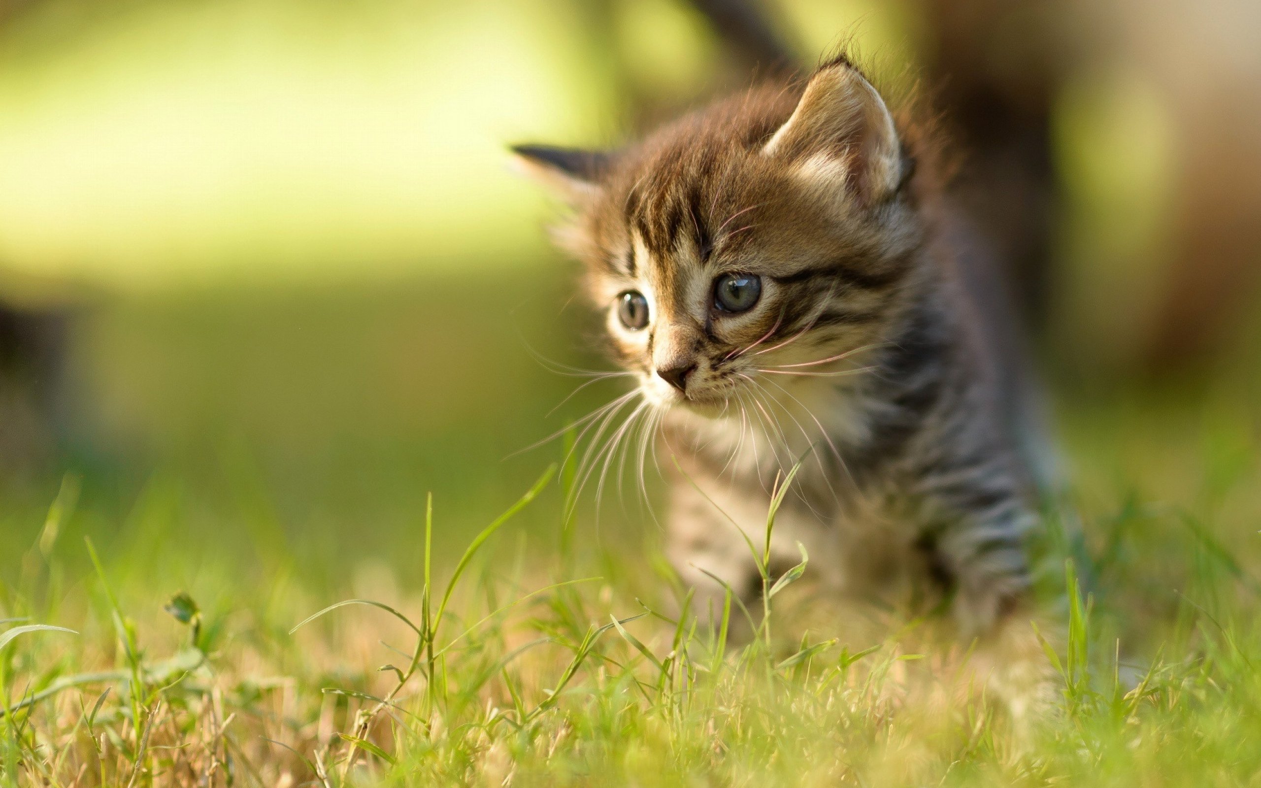 Baby Cat Wallpaper - HD Wallpaper 