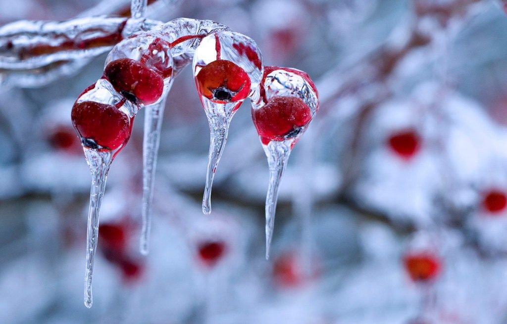 Winter Nature Wallpaper Desktop - Winter Close Up Photography - HD Wallpaper 