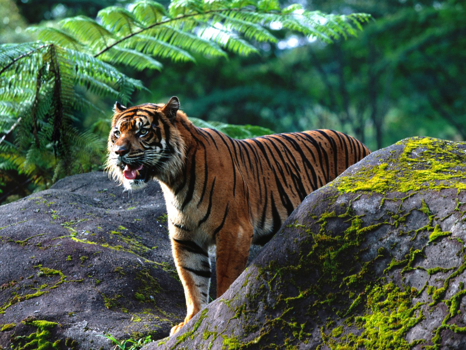 Mighty One Sumatran Tigar - Tiger In Natural Habitat - HD Wallpaper 