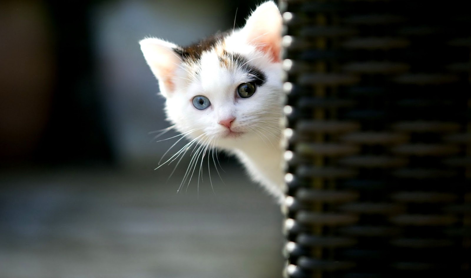 Cute Baby Cats Wallpaper - Lovely Cat Images Download - HD Wallpaper 