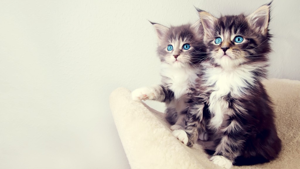 Baby Cats Wallpaper - Cute Cats Hd - HD Wallpaper 