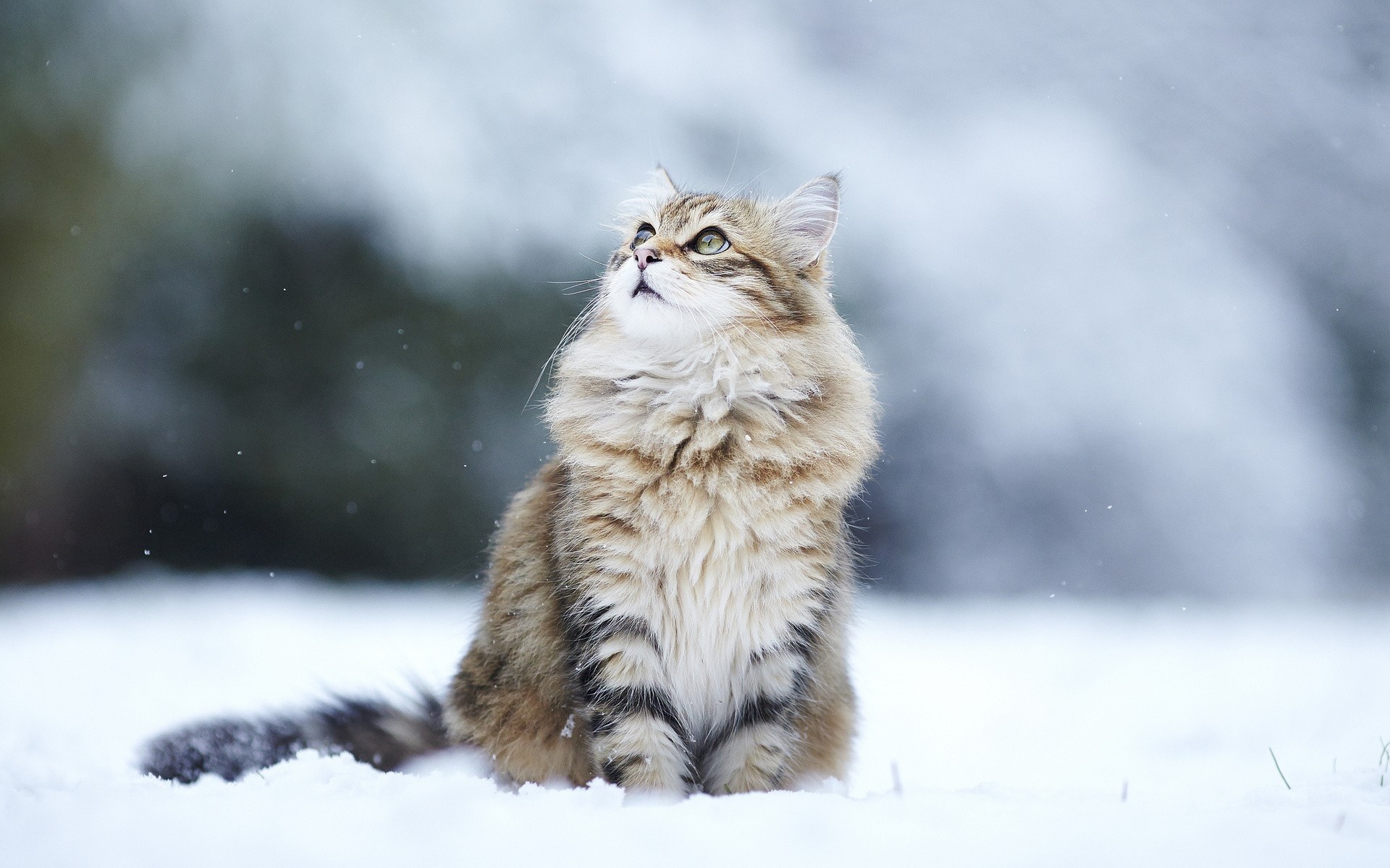 Pc, Winter, Snow Humor,cats, Beautiful, Animal Wallpapers, - Fluffy Cat - HD Wallpaper 