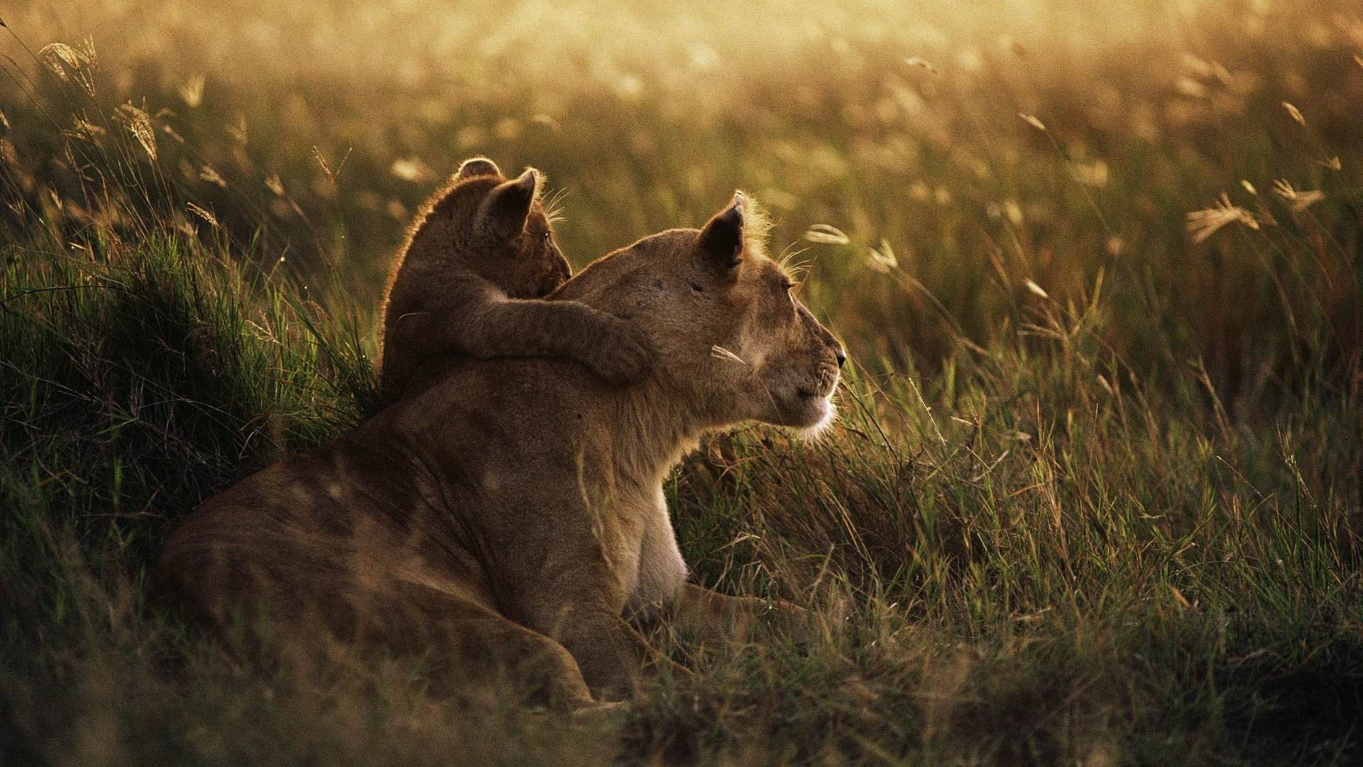 Mother Lion And Baby - HD Wallpaper 