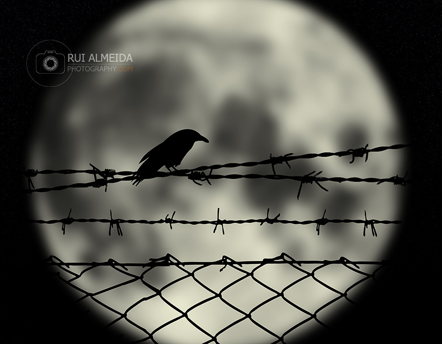 Nightingale - HD Wallpaper 