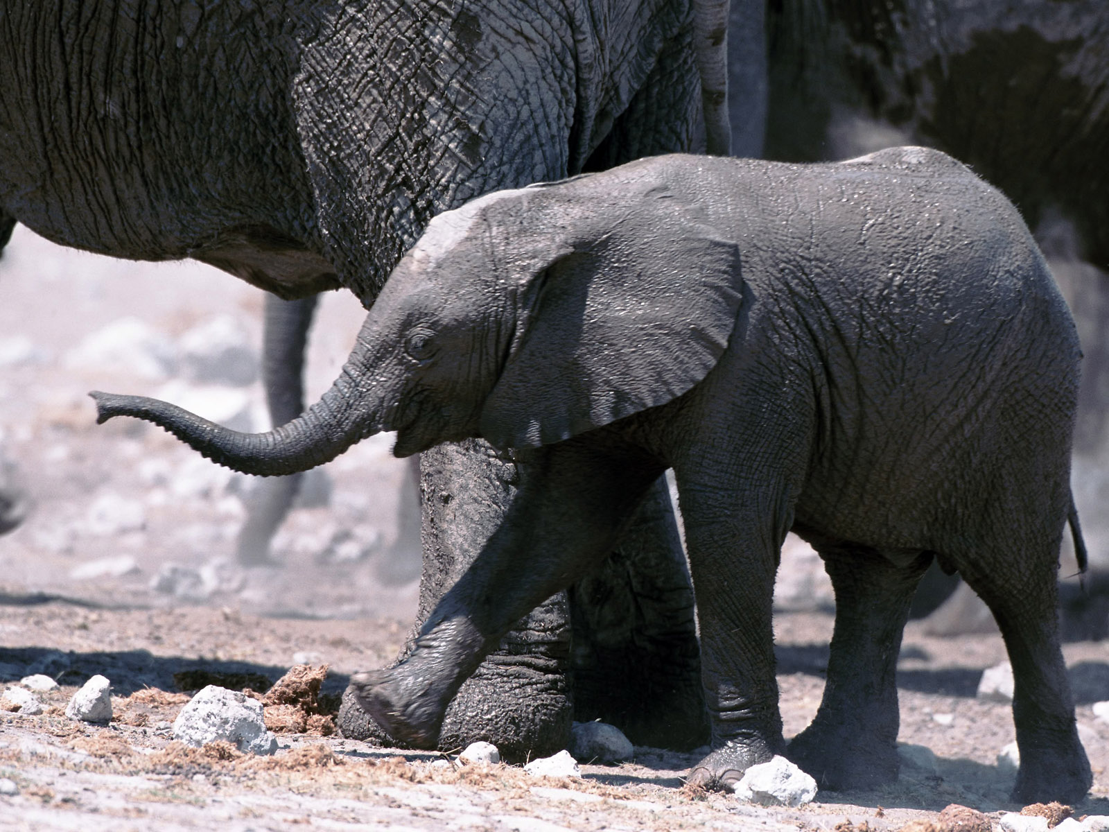 Beautiful Animal - Animals - HD Wallpaper 