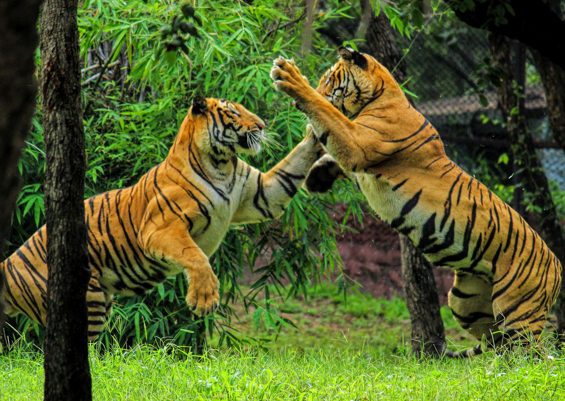 1920 Fighting Royal Bengal Tiger Wallpapers Submited - Hd Wallpaper Royal Bengal Tiger - HD Wallpaper 