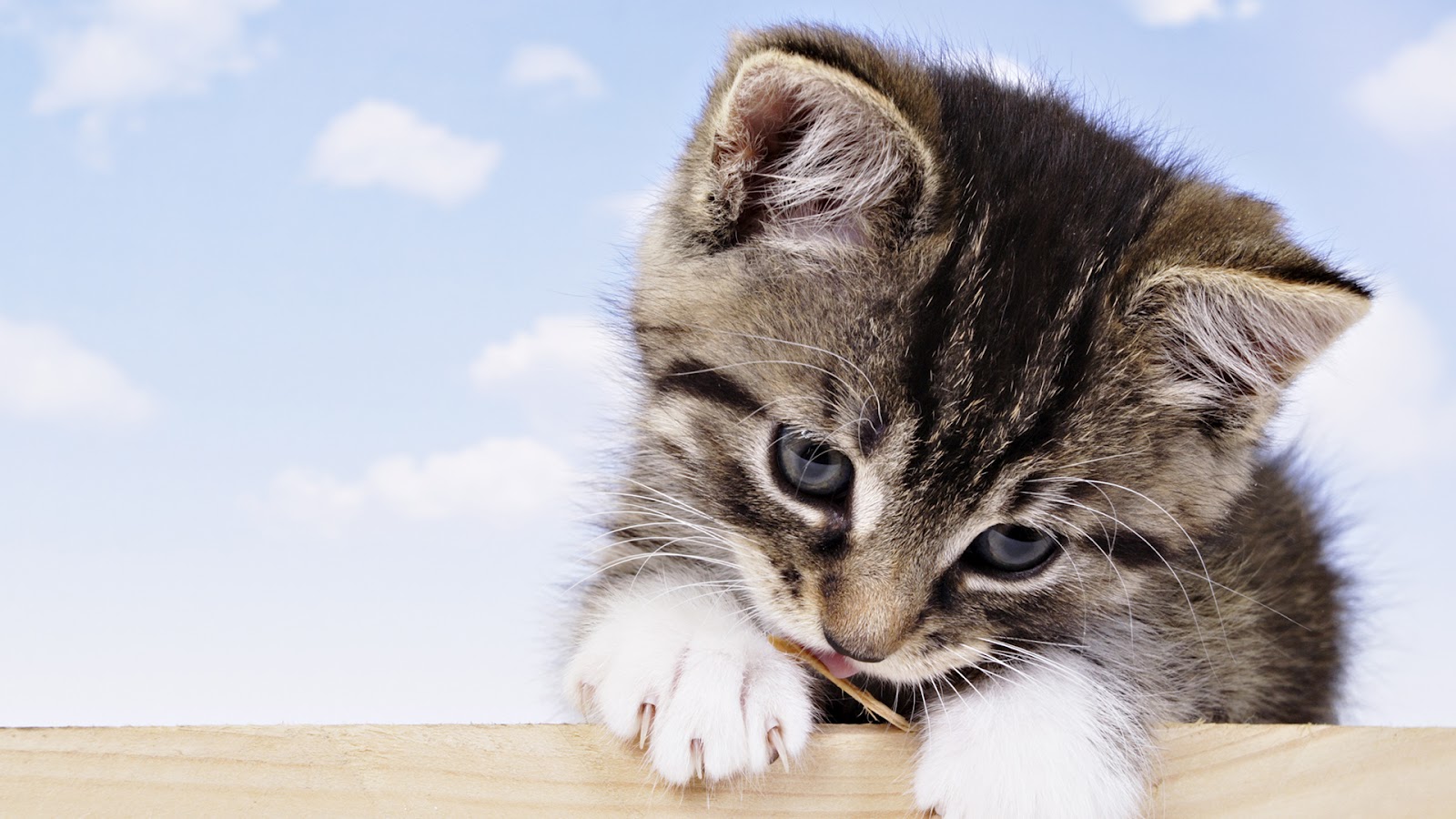 Images Of Baby Cats Wallpaper - Fondos De Escritorio Gratis Gatitos - HD Wallpaper 
