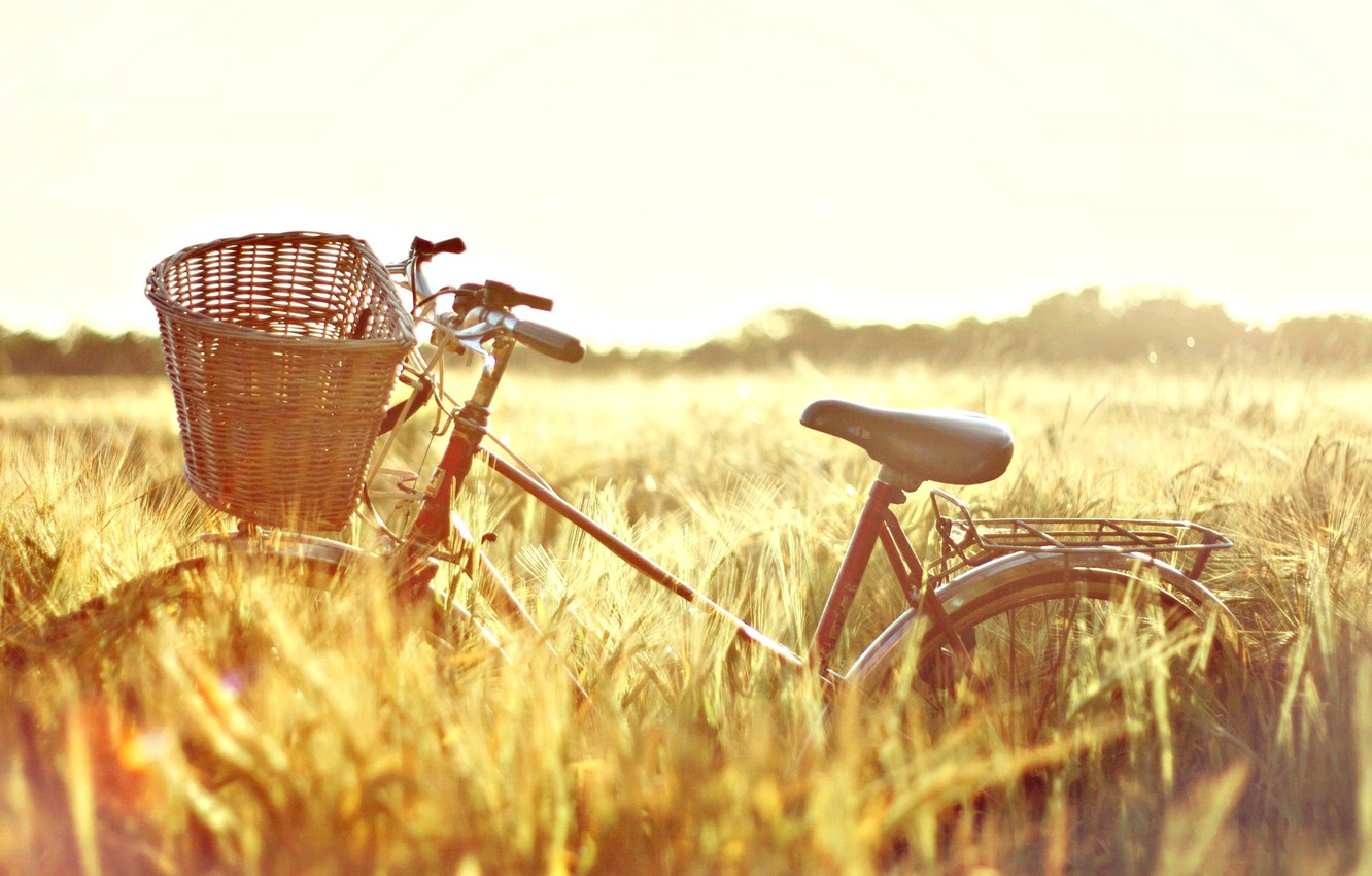 Photo Wallpaper Wheat, Field, The Sun, Nature, Bike, - Sunny Day Wheat Field - HD Wallpaper 