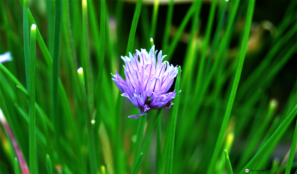 Flos Caeli - Dell Wallpaper Windows 7 - HD Wallpaper 