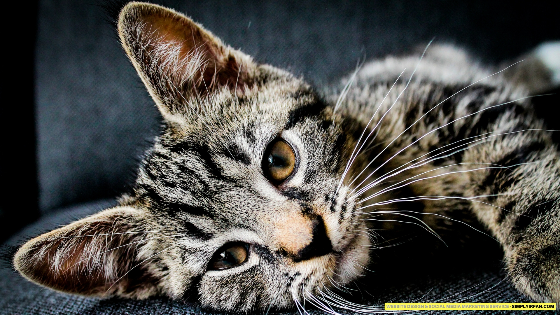 Wallpaper - Hintergrundbilder Katze Hd - HD Wallpaper 