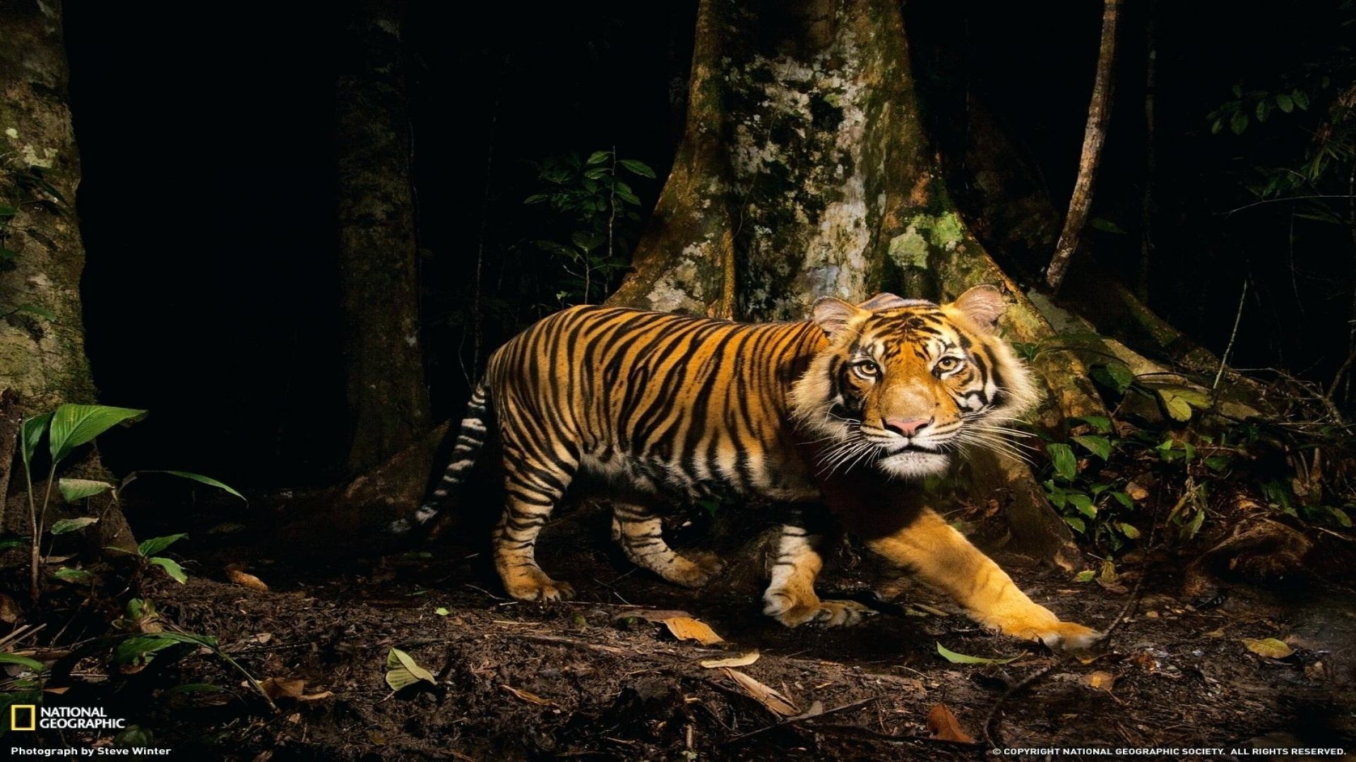 1920x1080, Forest Animal Wallpaper Full Nature Wallpapers - National Geographic Tiger Photography - HD Wallpaper 