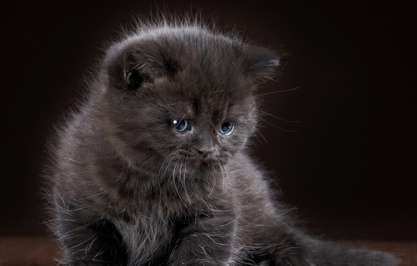 Photo Wallpaper Kitty, Grey, Baby, Grey, Wallpapers, - Blue Small Fluffy Cat - HD Wallpaper 