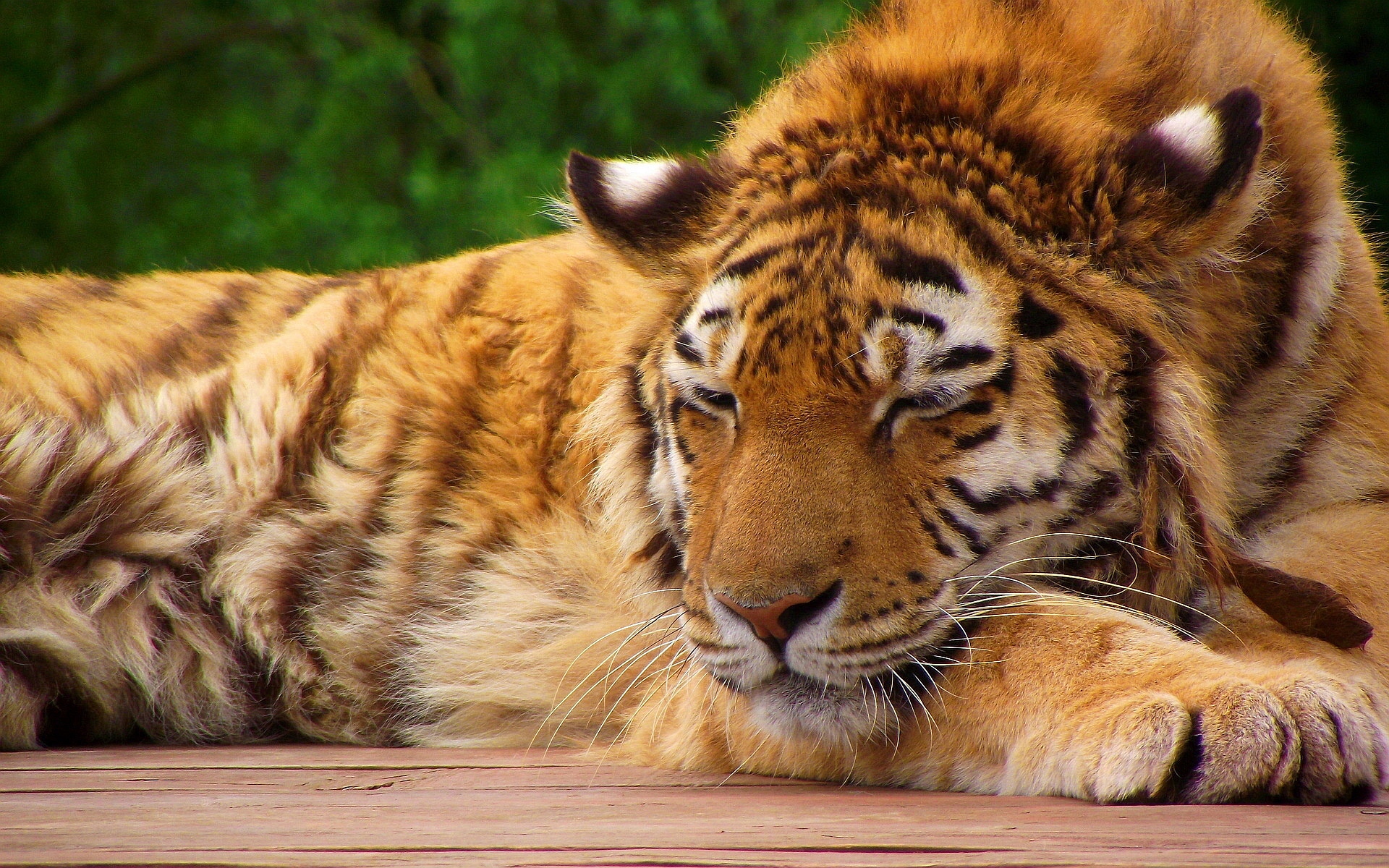 Sleeping Tiger Pictures - HD Wallpaper 