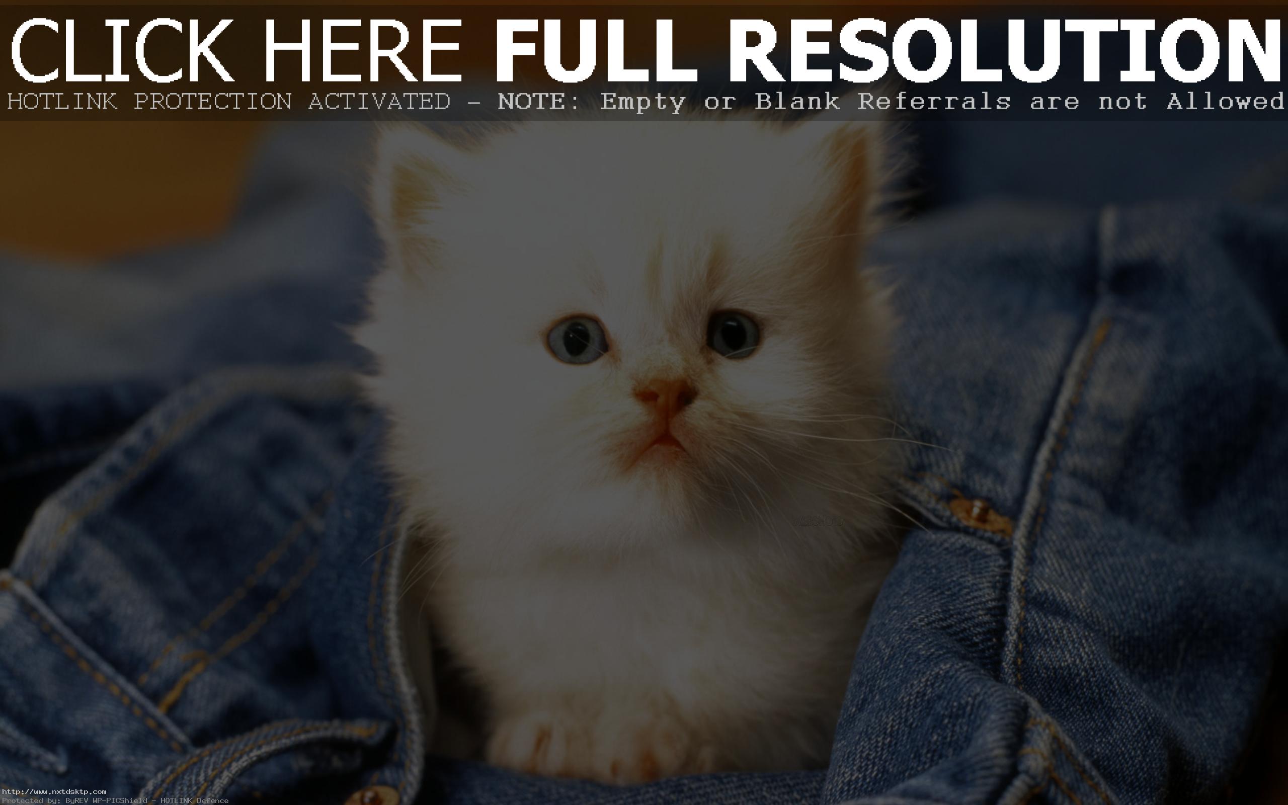 Cute Baby Cat Wallpaper 3173 Wallpapers Hd For Background - Warren Street Tube Station - HD Wallpaper 