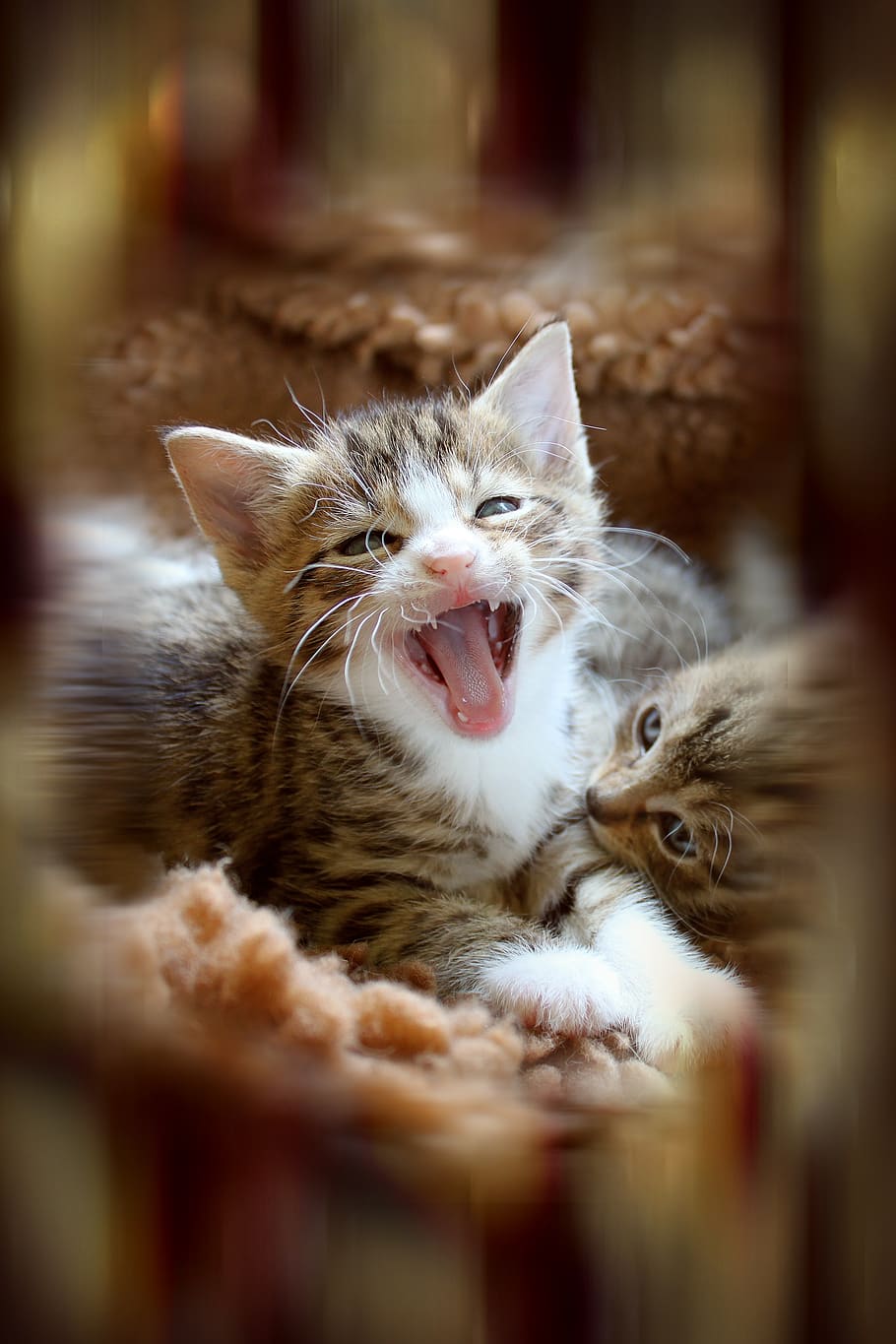 Kitten Animal Cute Cat Baby Baby Cat Small Cats Cute Cat With Its Baby 910x1365 Wallpaper Teahub Io