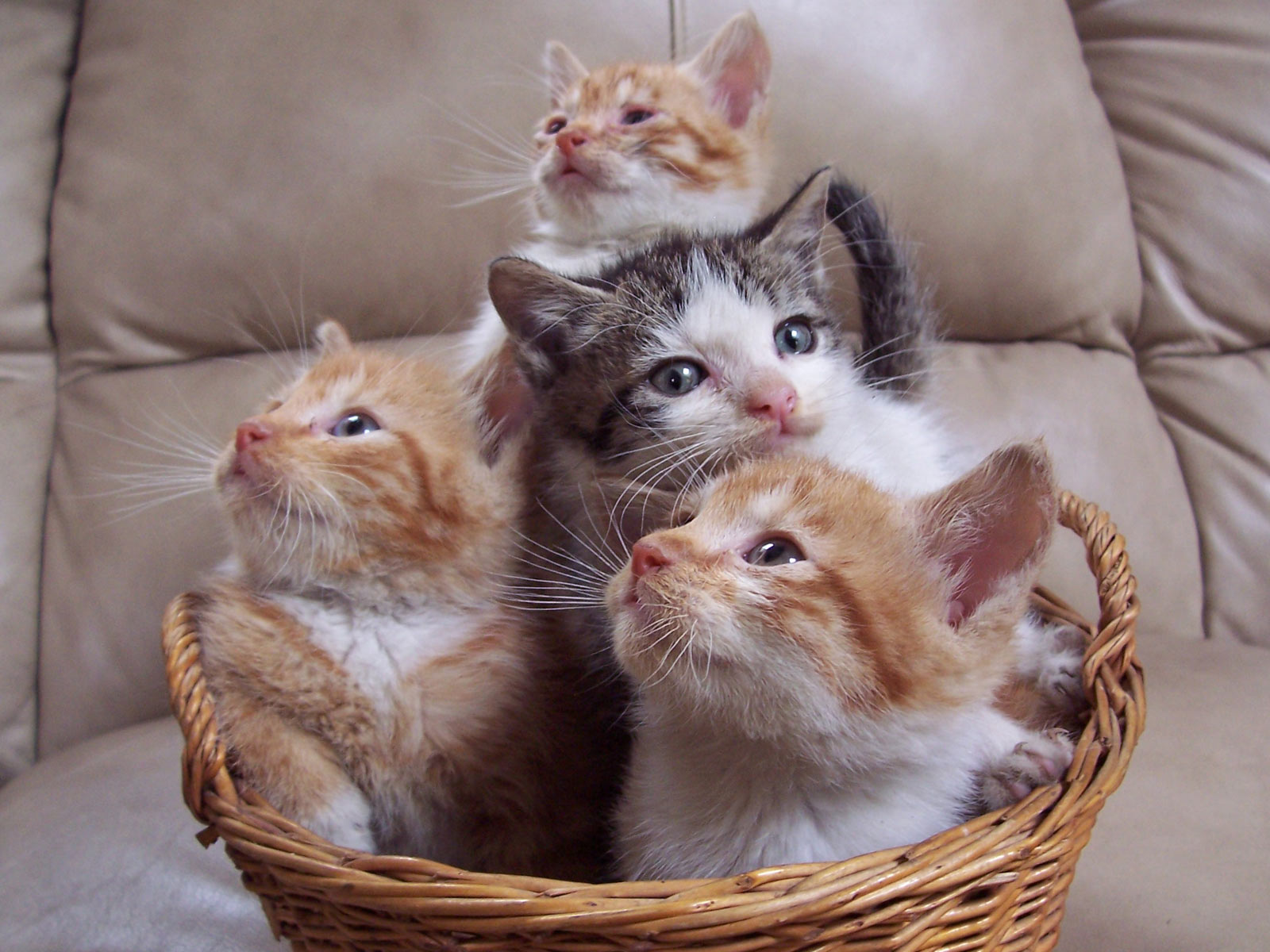 Baby Cats In A Basket - Cats Hd Wallpaper Desktop - HD Wallpaper 