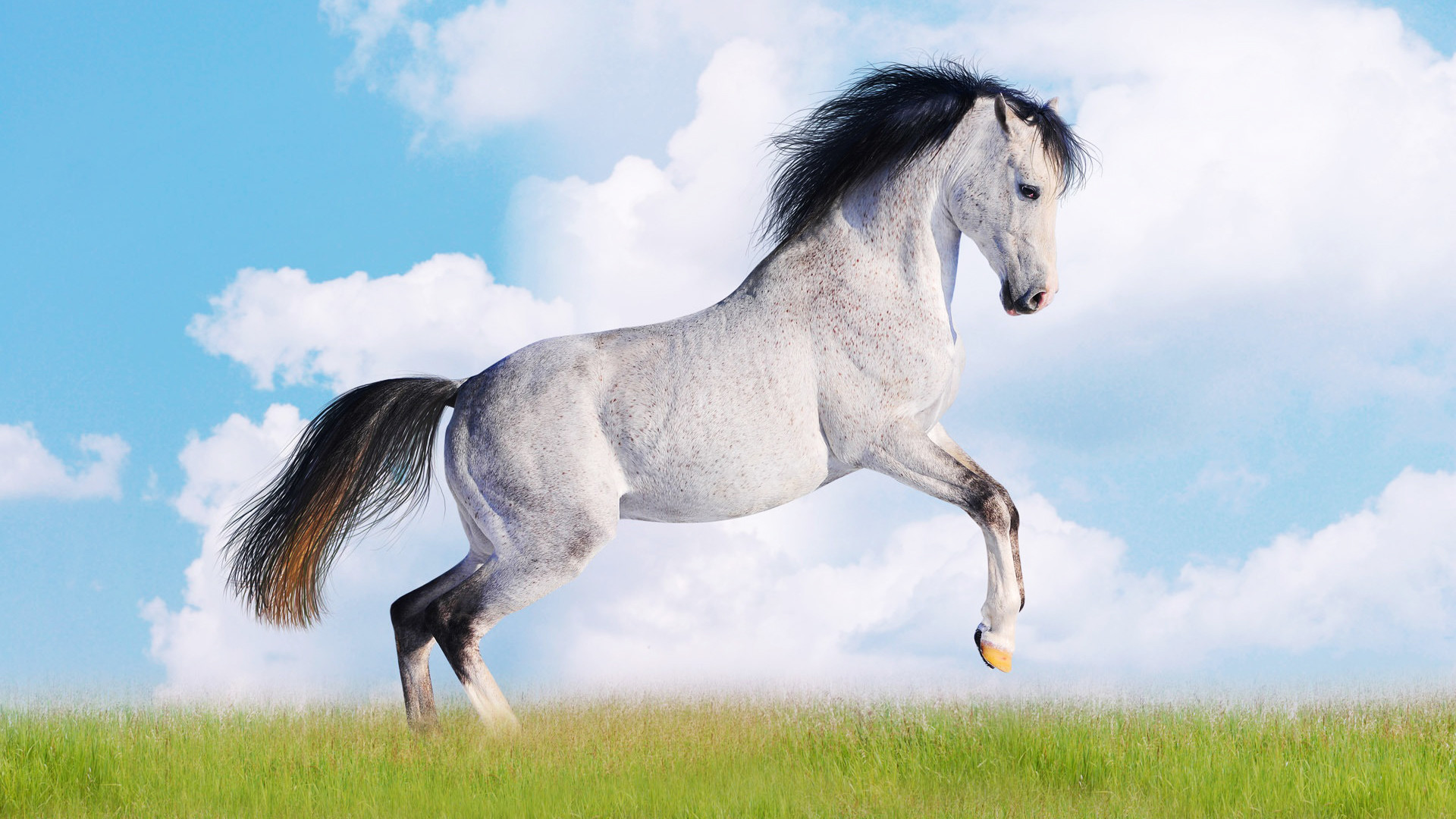 Beautiful Animal Hd Images Data-src - Beautiful Animals Wallpapers Free Download - 1920x1080 Wallpaper Beautiful Animal Hd Images Data-src - Beautiful Animals Wallpapers Free Download - 1920x1080 Wallpaper