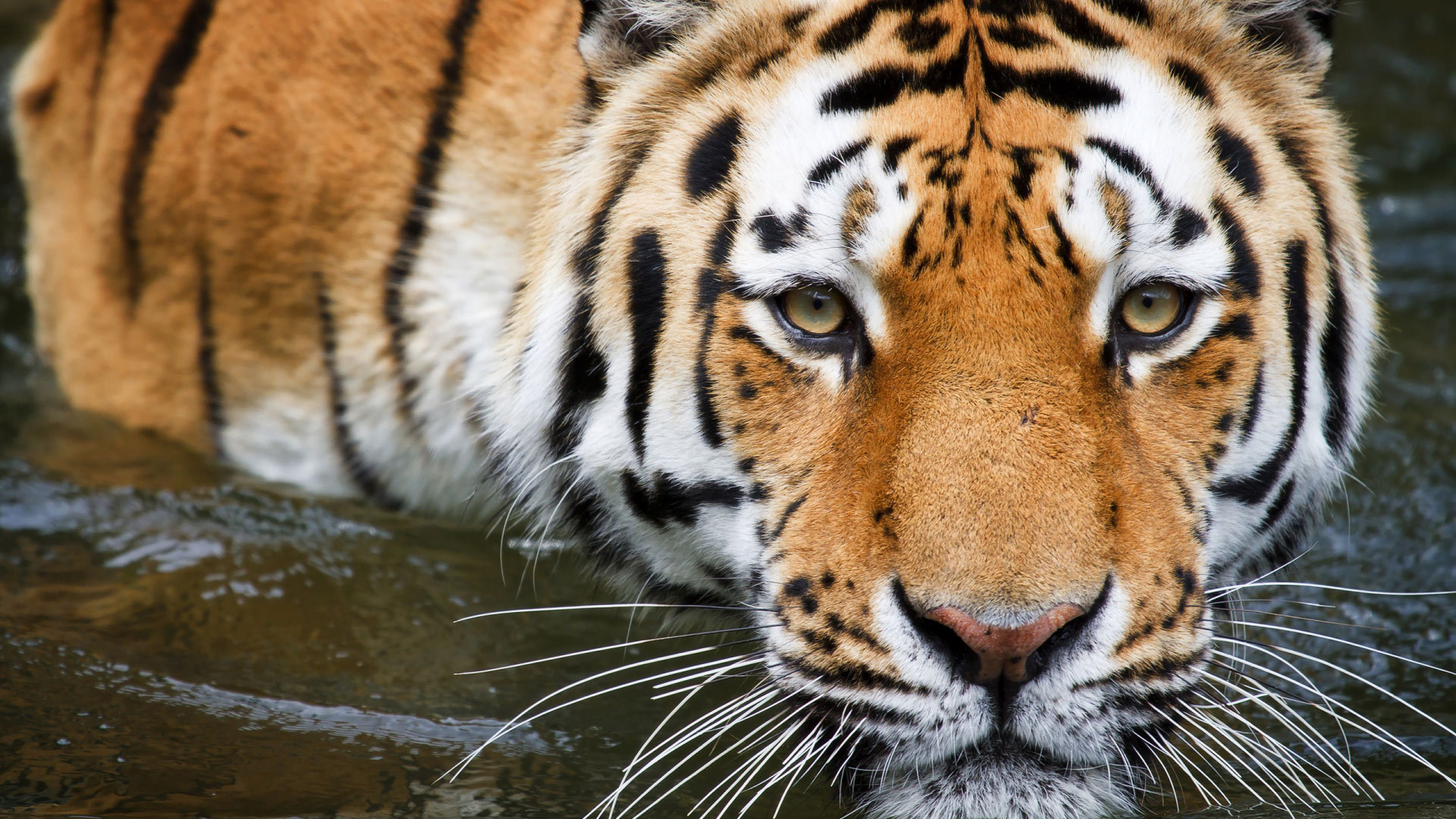 Full Hd Wallpaper 1920 - HD Wallpaper 