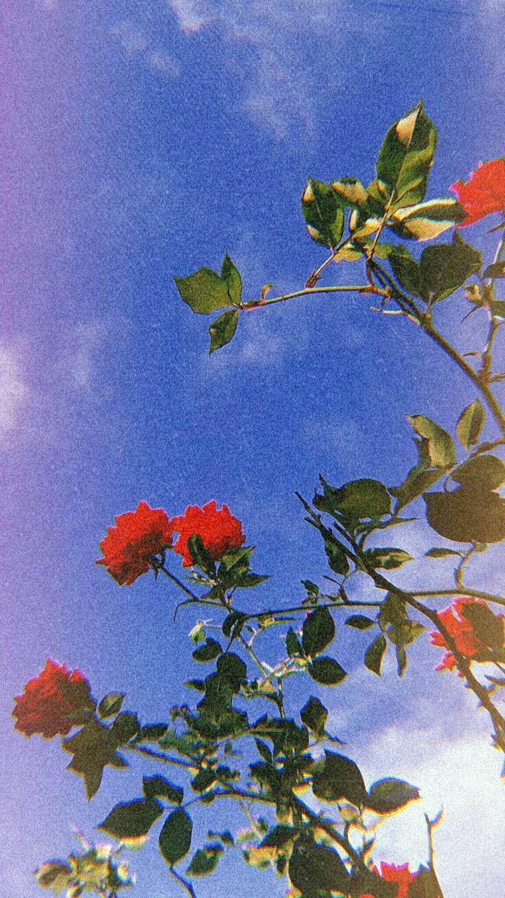 Image - Flower Wallpaper For Instagram - HD Wallpaper 