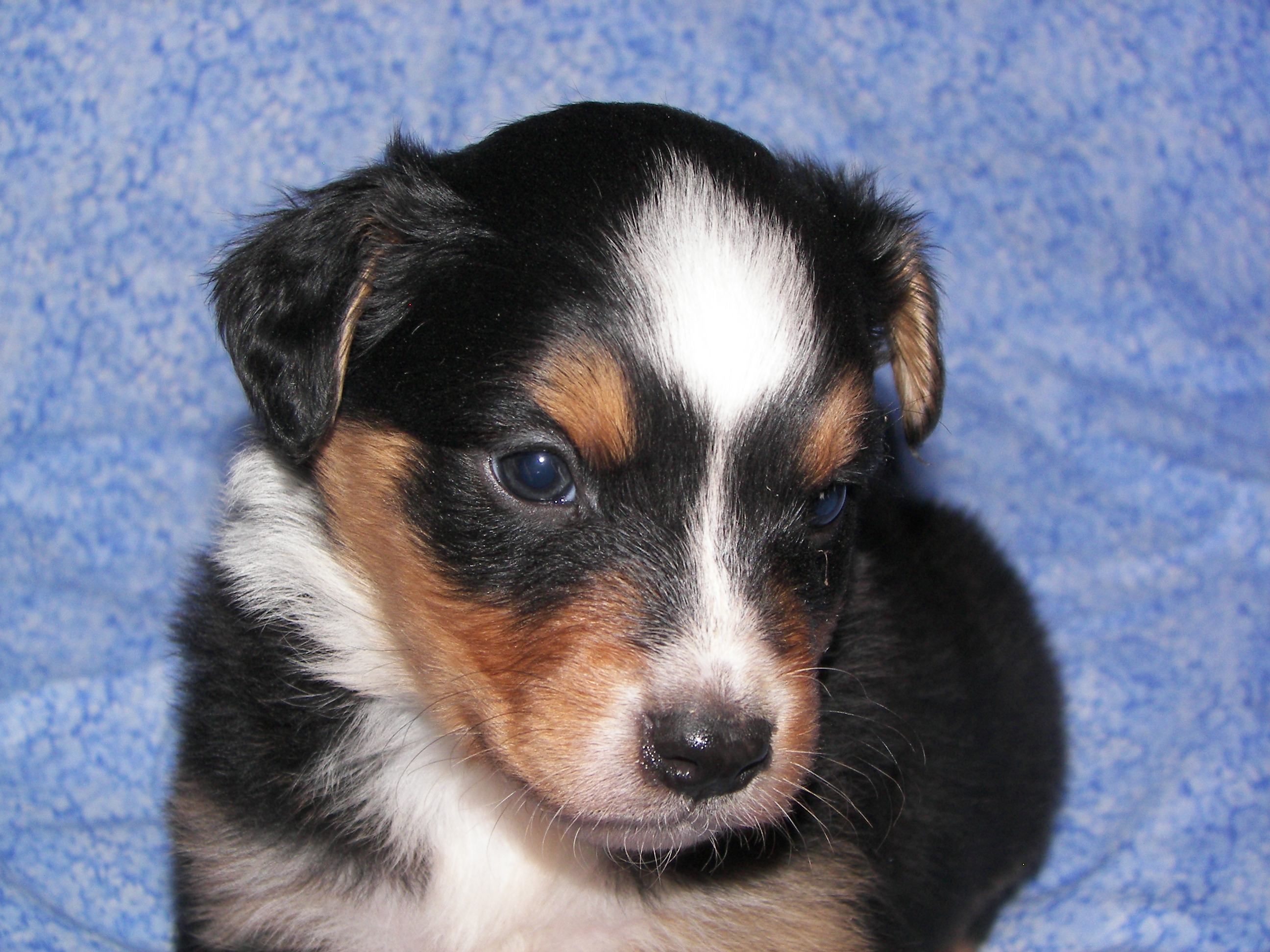 Sad English Shepherd Puppy Wallpaper - English Shepherd Dog Puppy - HD Wallpaper 