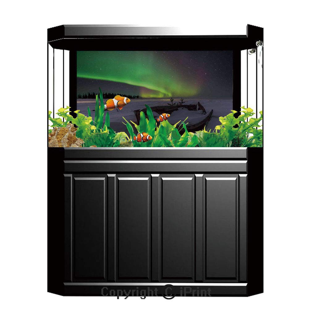 Fish Tank In Sri Lanka 1000x1000 Wallpaper teahub.io
