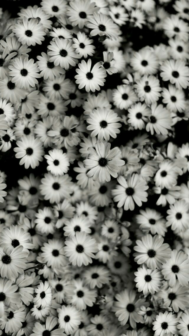 Flowers, Wallpaper, And Black Image - 100 Reasons To Be Strong - HD Wallpaper 