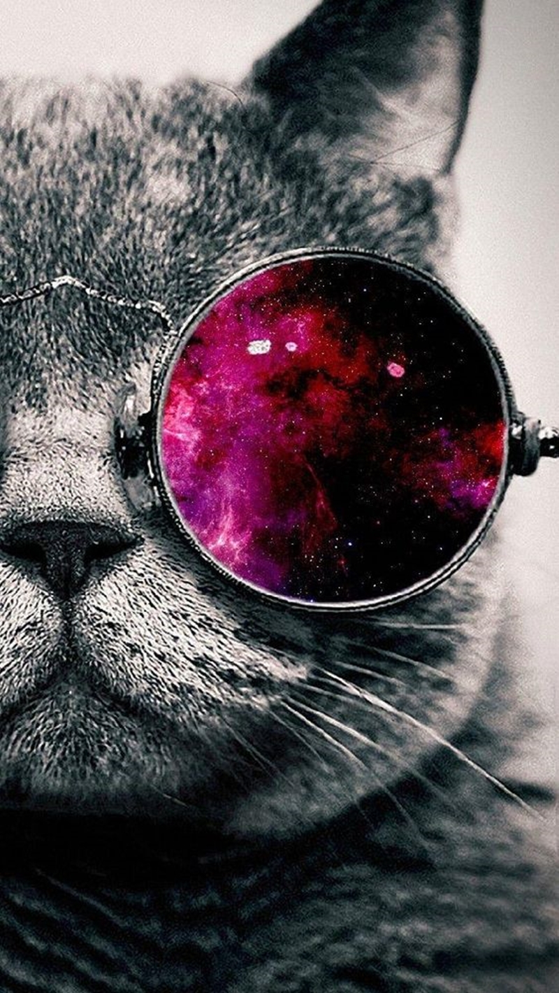 Iphone Cat With Glasses - HD Wallpaper 