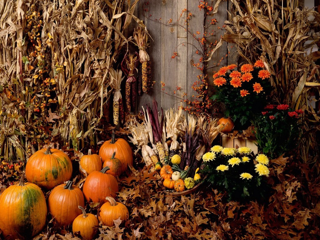 Halloween Engraçado 1 07 Papel De Parede - Fall Flowers And Pumpkins - HD Wallpaper 