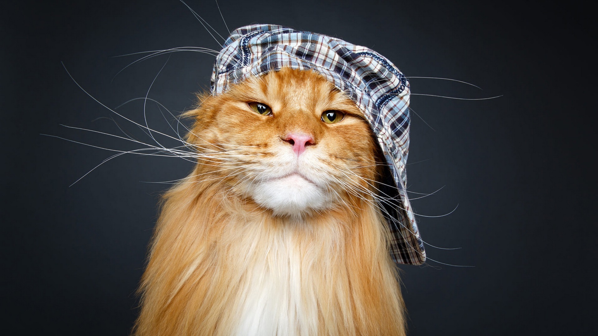 Maine Coon - HD Wallpaper 