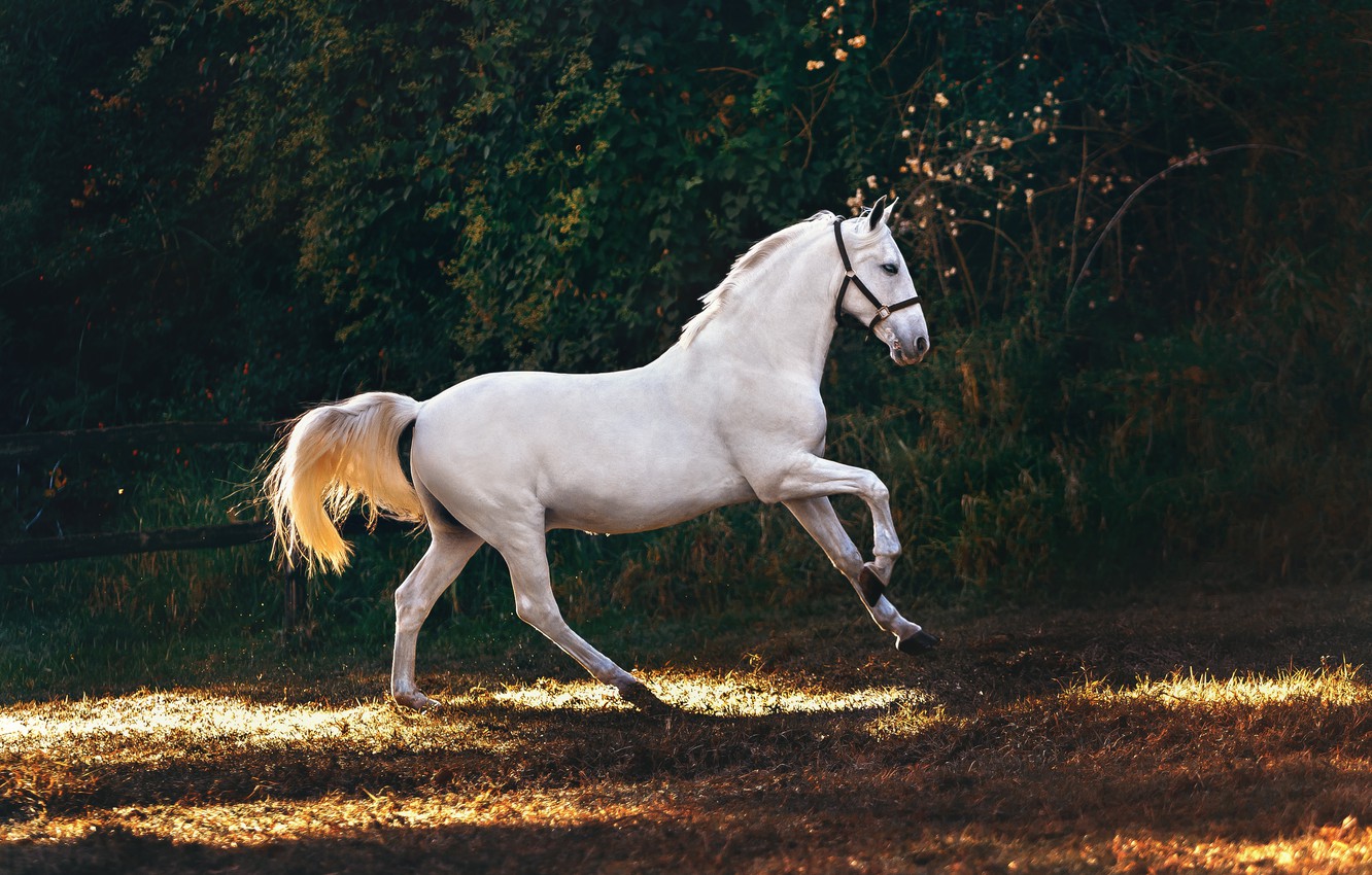 Photo Wallpaper White, Light, Branches, Nature, Pose, - Jesus Riding On A White Horse - HD Wallpaper 