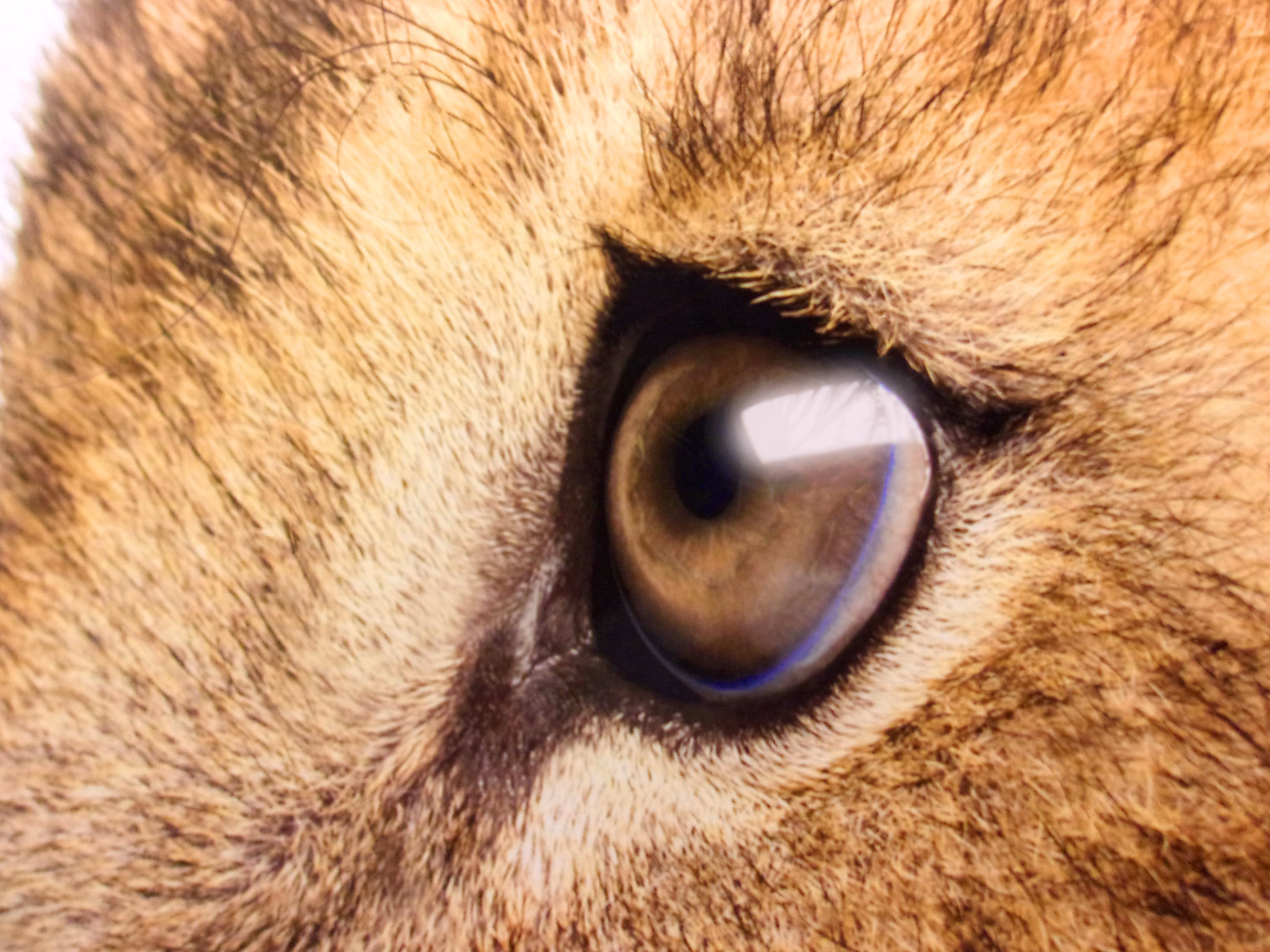 Lions Sad Eyes - Close Up Lions Eyes - HD Wallpaper 