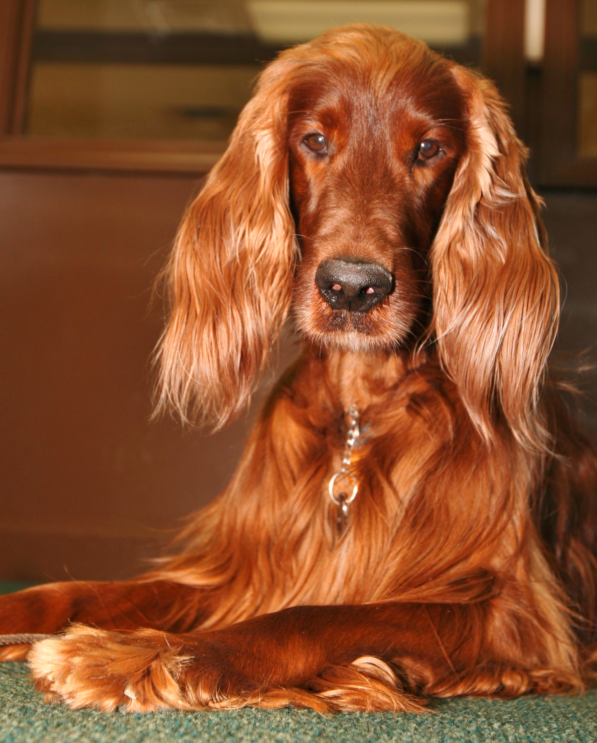 Sad Irish Setter Dog Wallpaper - Irish Setter Long Hair - HD Wallpaper 