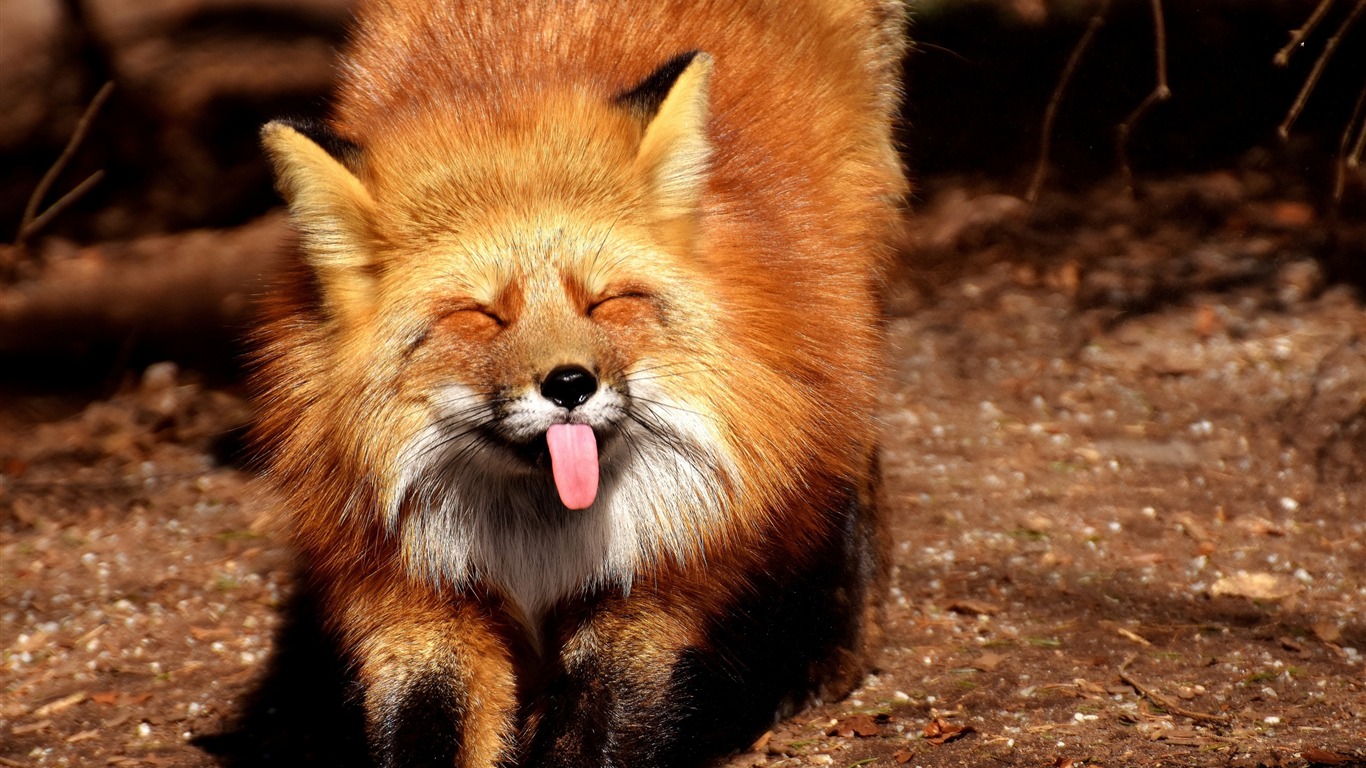 Papel De Parede De Alta Qualidade Engraçado Para A - Funny Fox - HD Wallpaper 