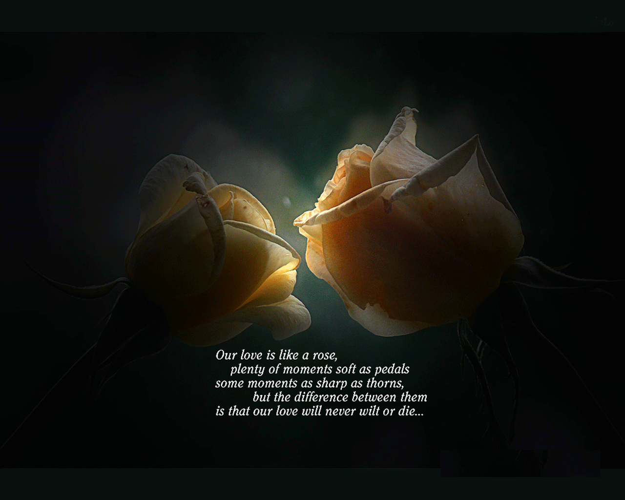 Love Quotes Sad Love Quotes With Pictures Wallpapers - Love Rose - HD Wallpaper 