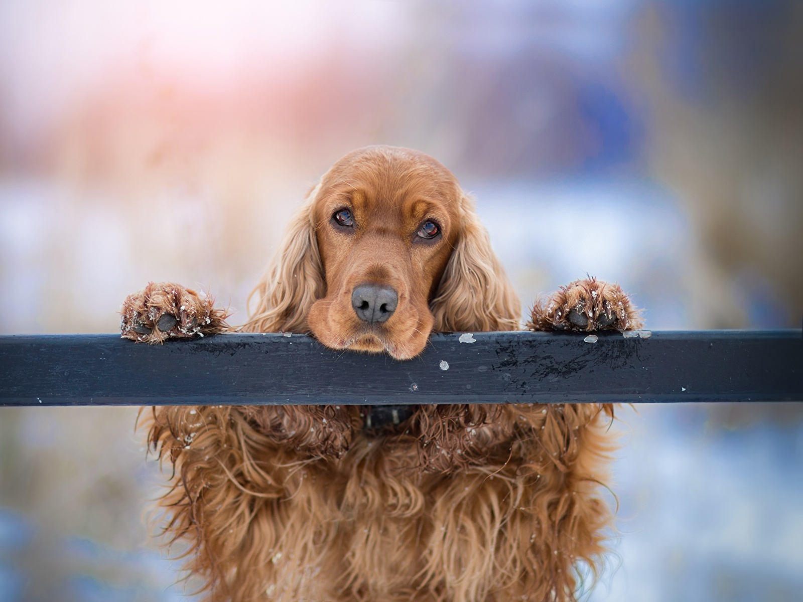 Cocker Spaniel - 1600x1200 Wallpaper - teahub.io