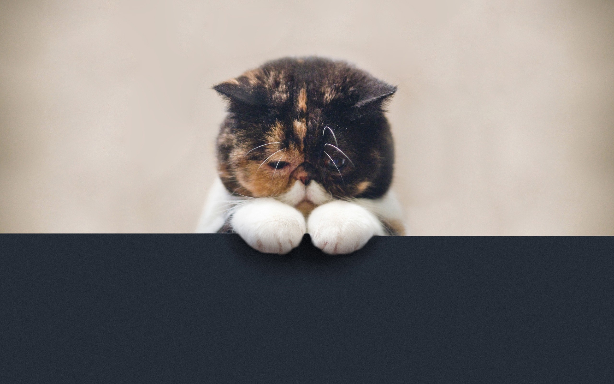 Wallpaper Cat, Sad, Beautiful, Legs, Face, Fat - HD Wallpaper 