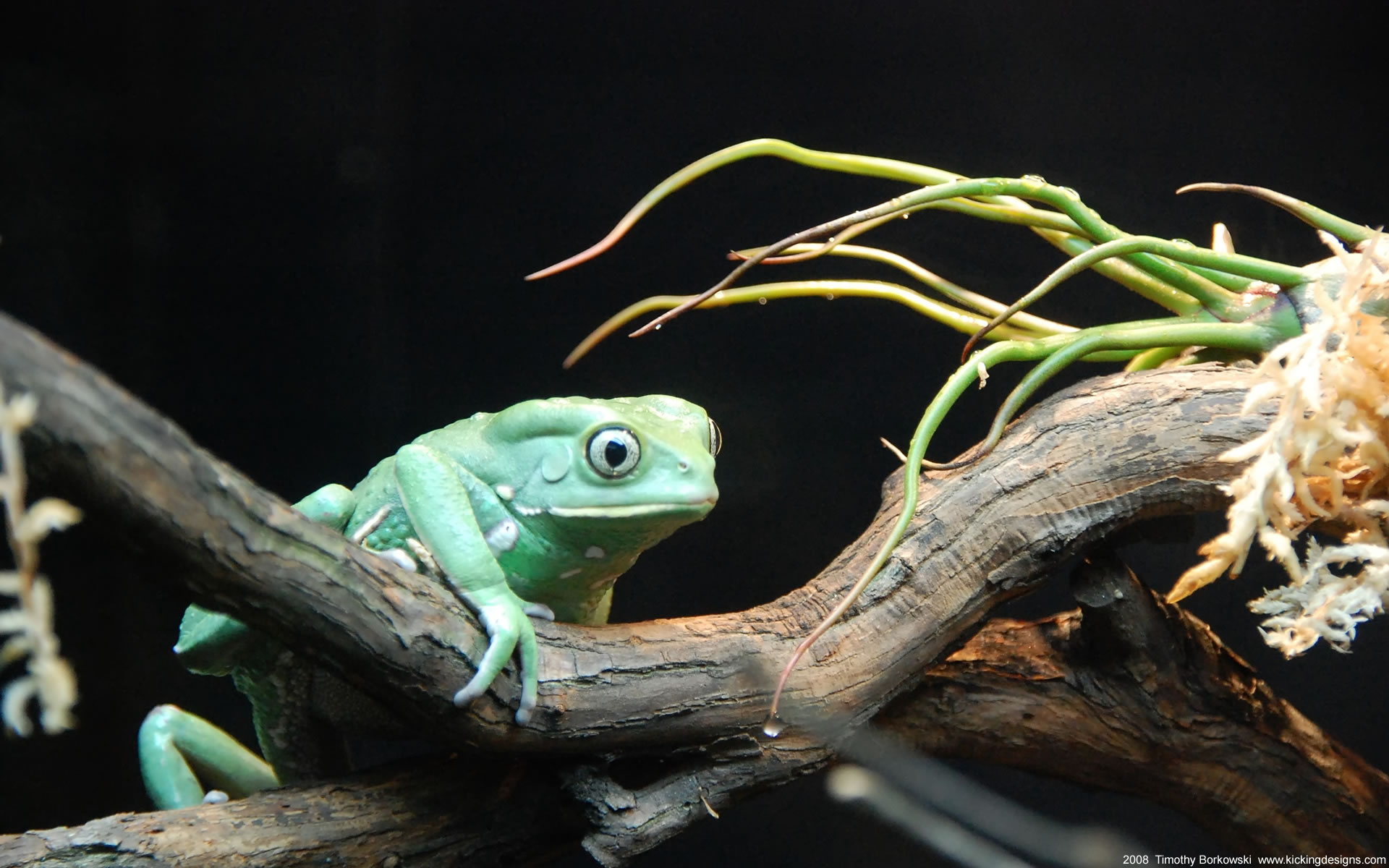 Bronx Zoo - HD Wallpaper 