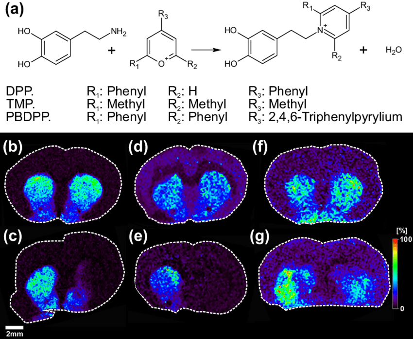 Reaction Of Dopamine With Pyrylium Salts - Diagram - HD Wallpaper 