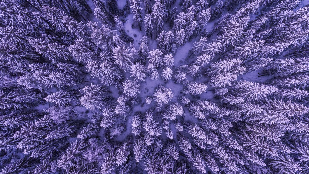 Pine Trees From Above - HD Wallpaper 