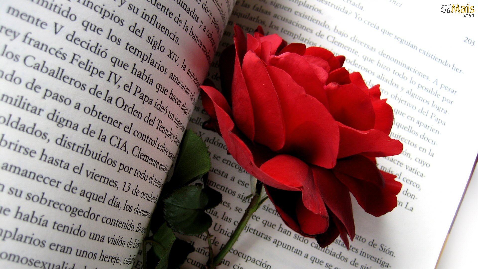 Fleur Fond D Ecran Rose Rouge - HD Wallpaper 