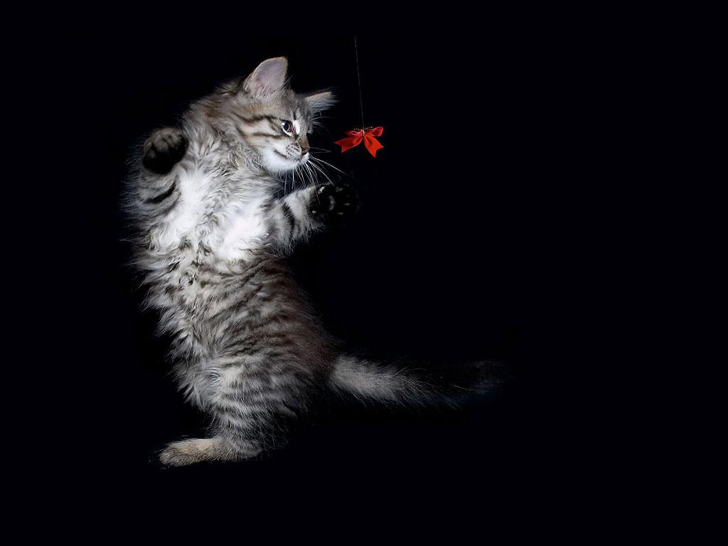 Cats On Black Background - HD Wallpaper 