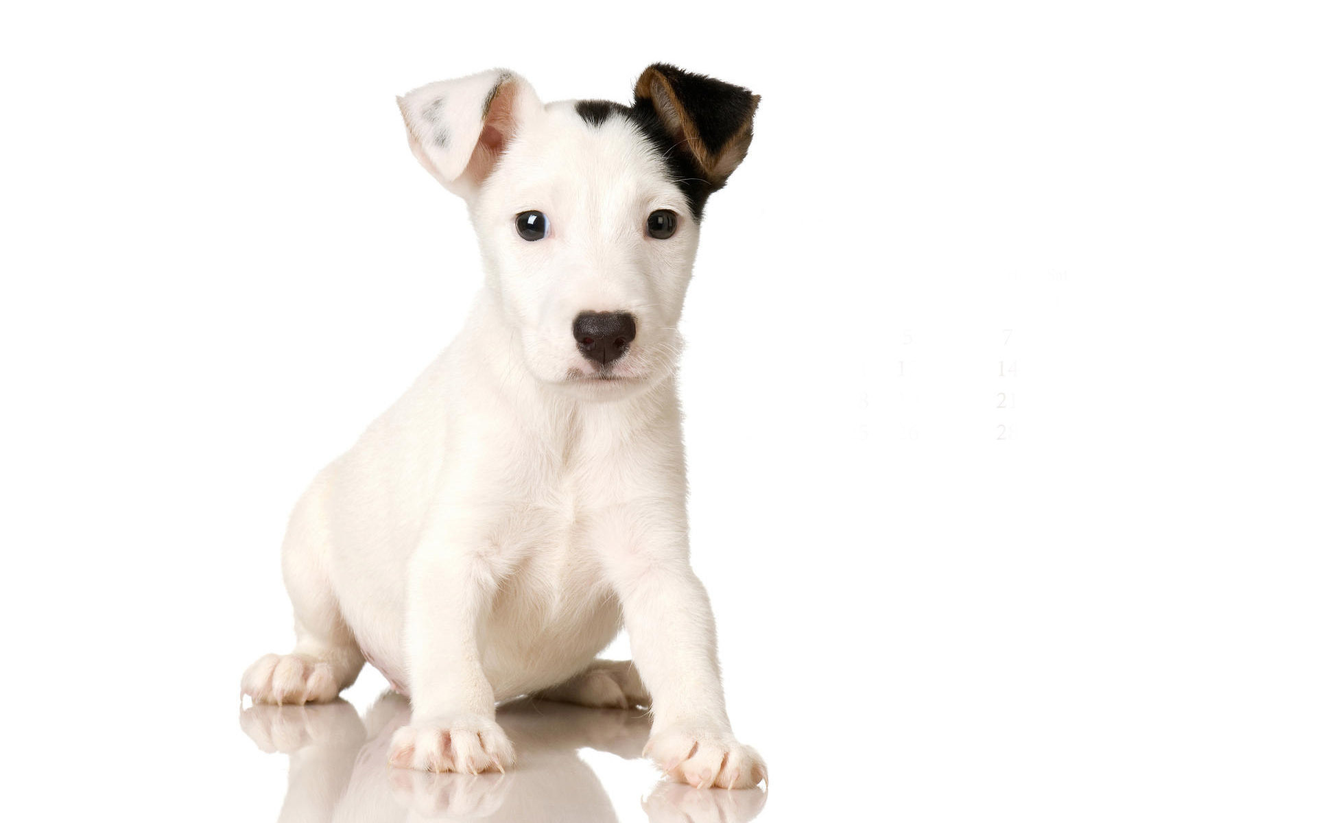 Jack Russell Terrier Negro - HD Wallpaper 