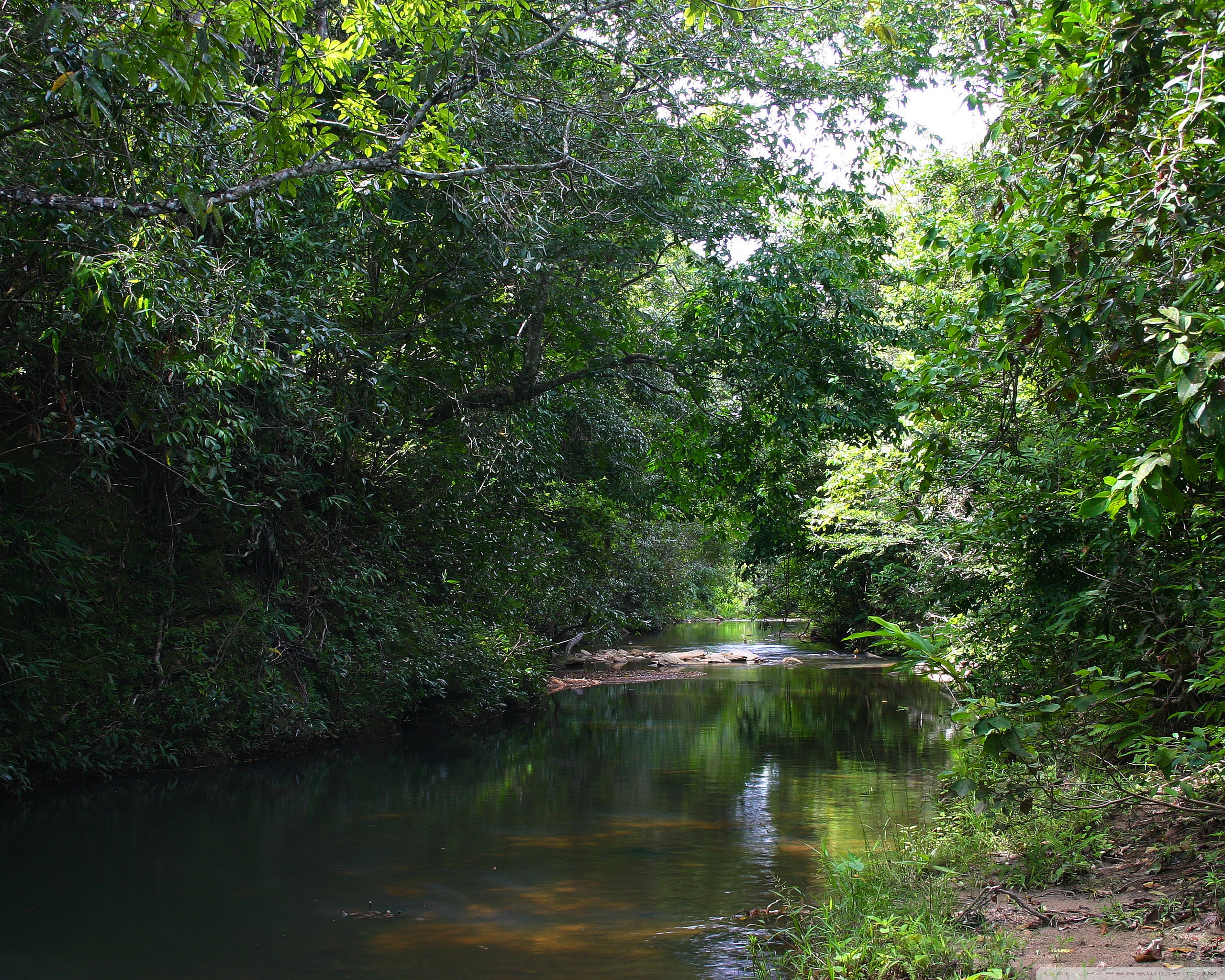 Dark Creek - HD Wallpaper 