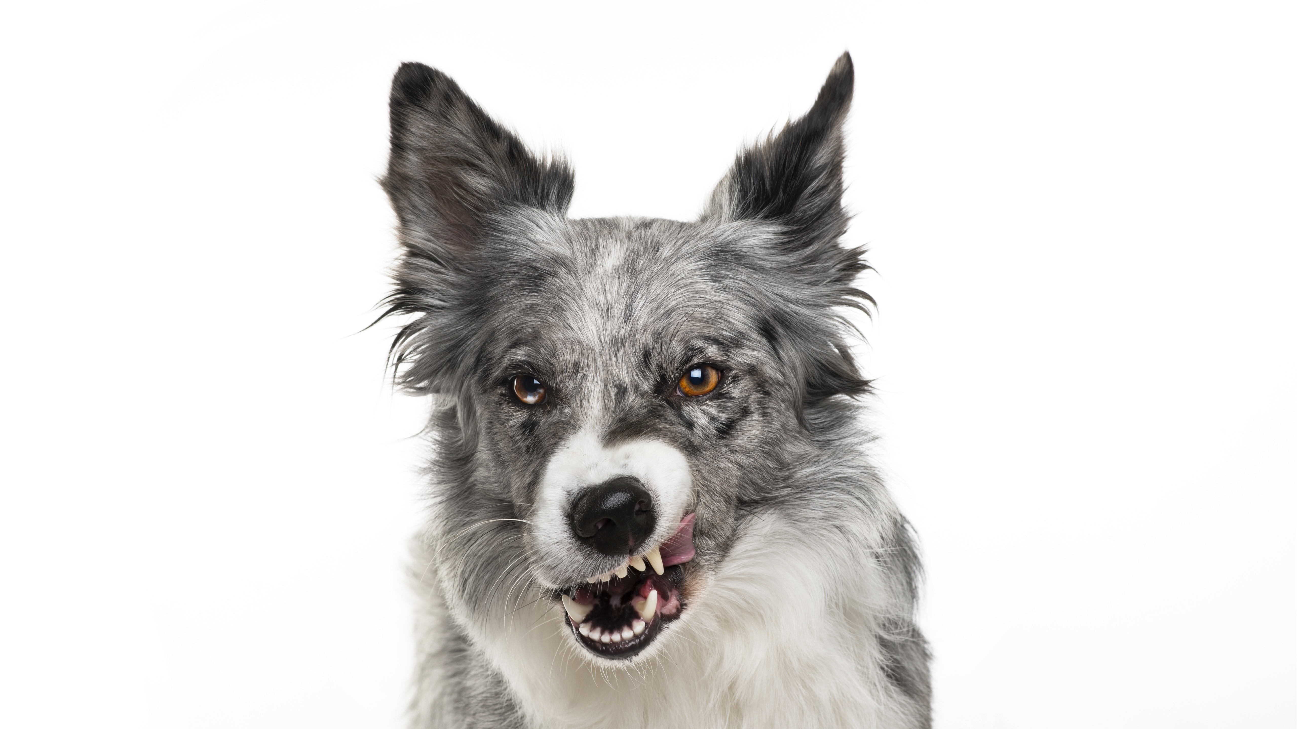 Wallpaper Dog Front View, White Background - Собака Оскал - HD Wallpaper 