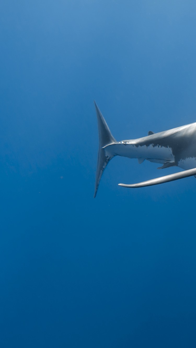 Tubarao Branco - HD Wallpaper 