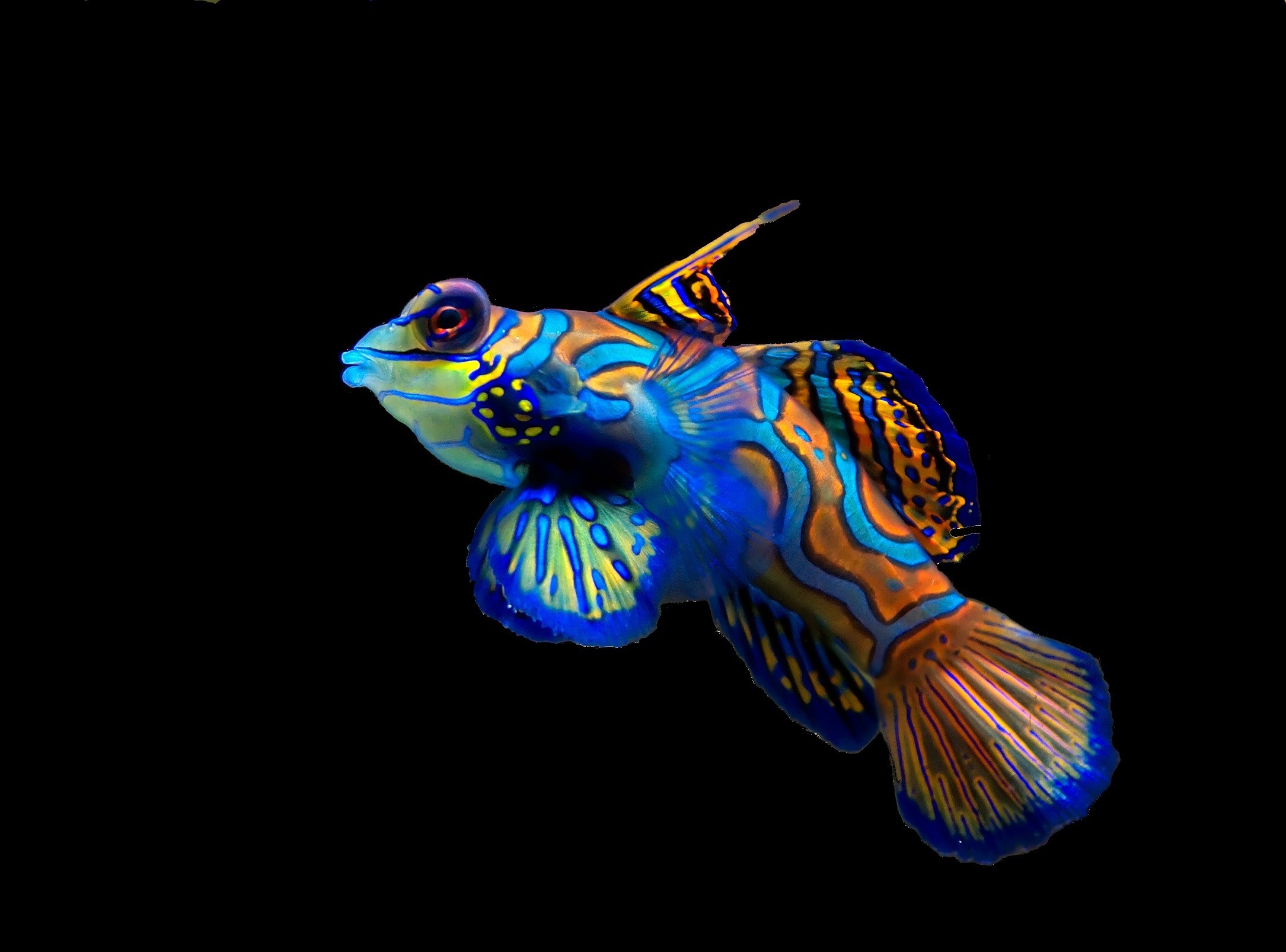 Themes Hd Image - Real Life Rainbow Fish - HD Wallpaper 