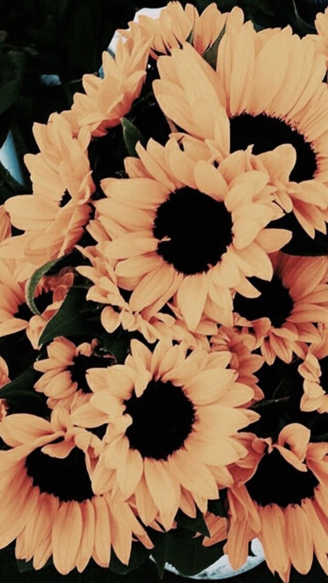 Sunflower, Flowers, And Wallpaper Image - Yellow Flower Wallpaper For Iphone - HD Wallpaper 