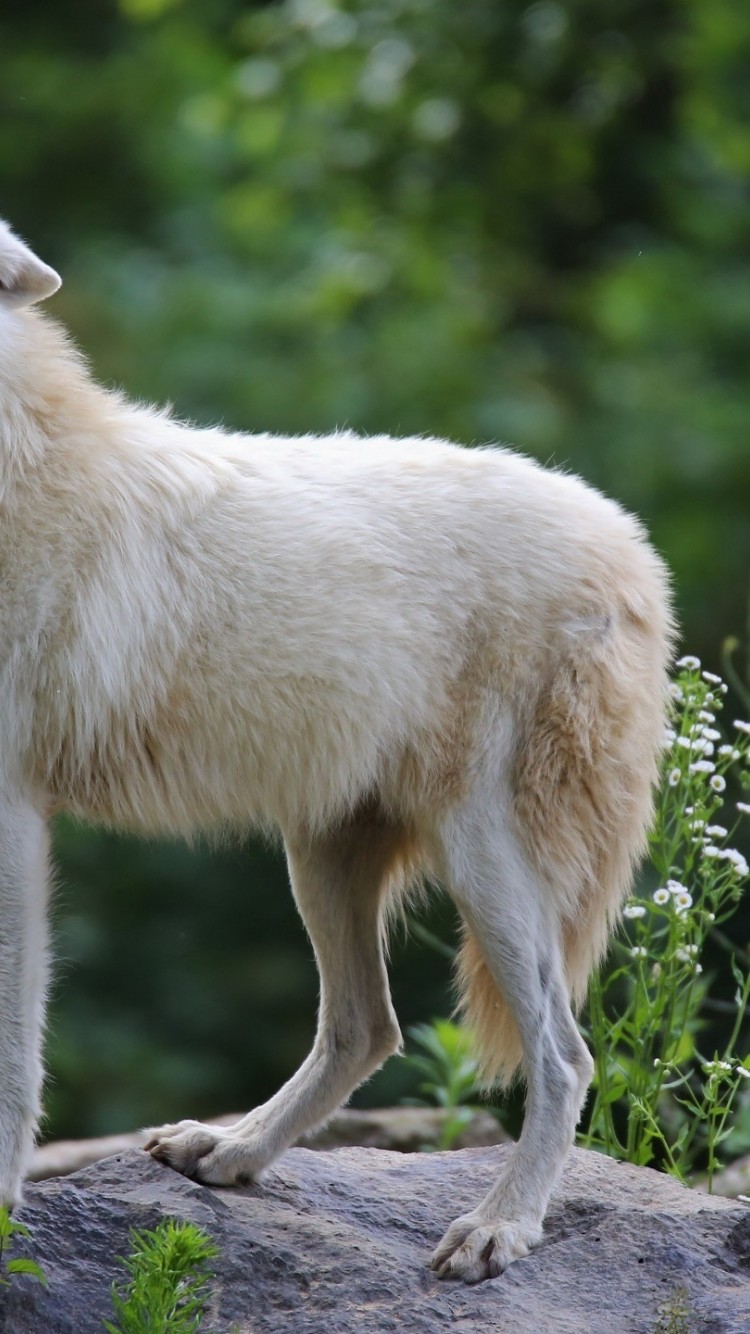 Белый Волк Обои - HD Wallpaper 