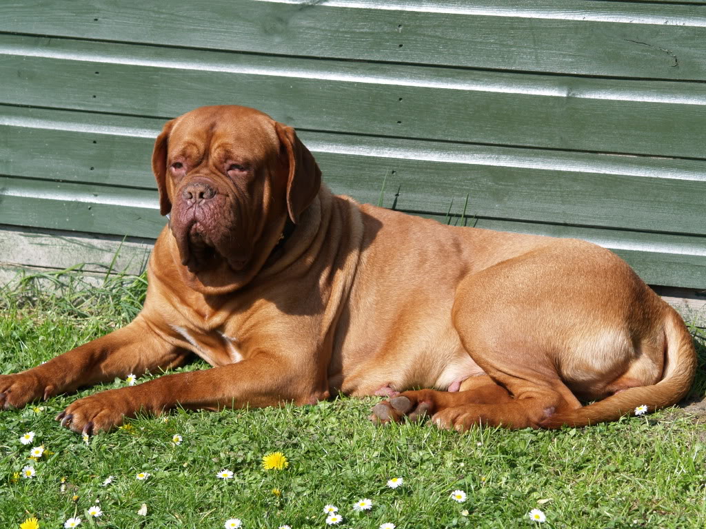 Resting Dogue De Bordeaux Dog Wallpaper - Dogue De Bordeaux - HD Wallpaper 